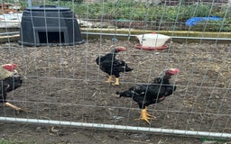 Hens poultry for sale: Aseel Chickens - Image 2