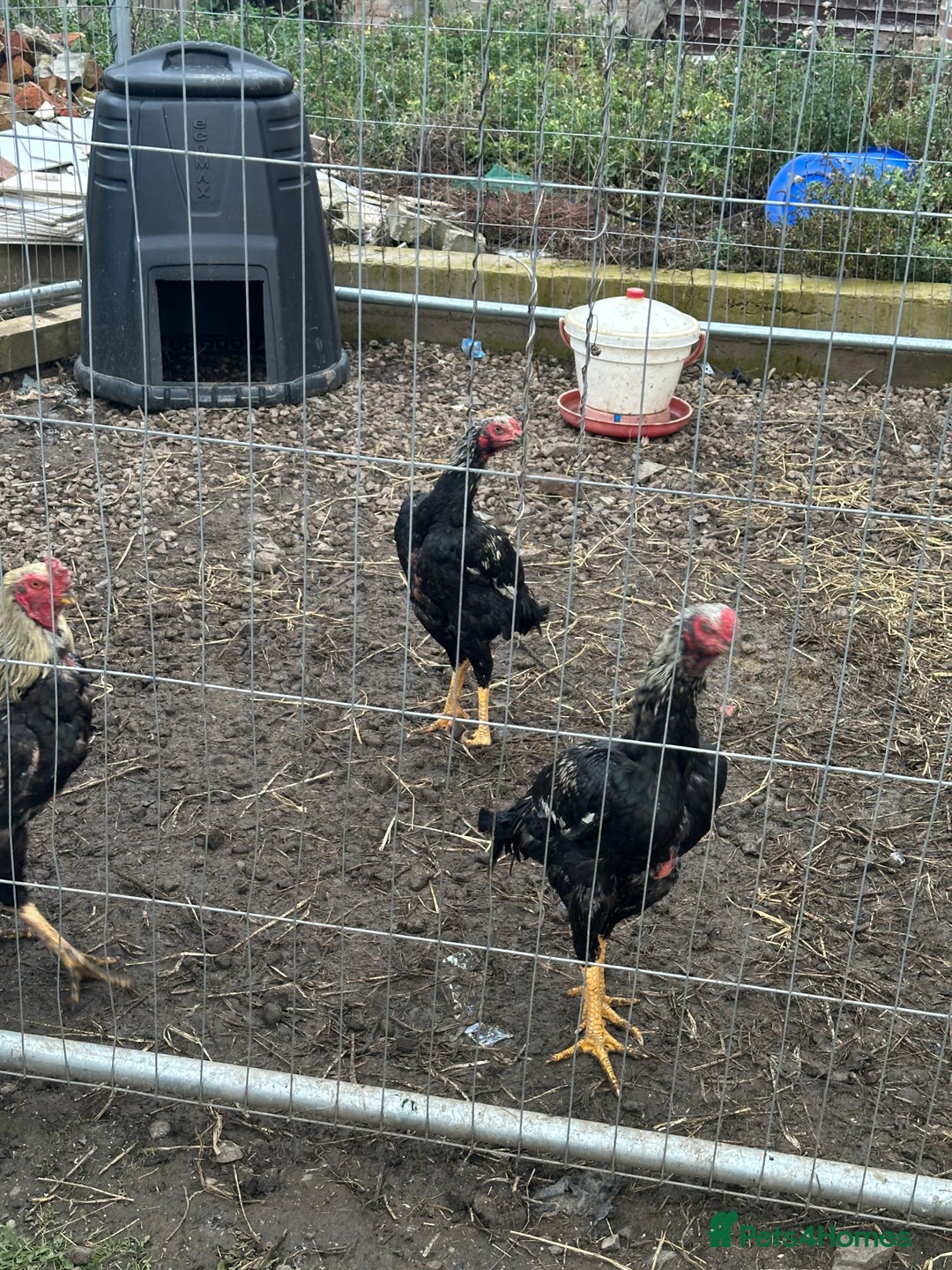 Hens poultry for sale: Aseel Chickens - Image 2