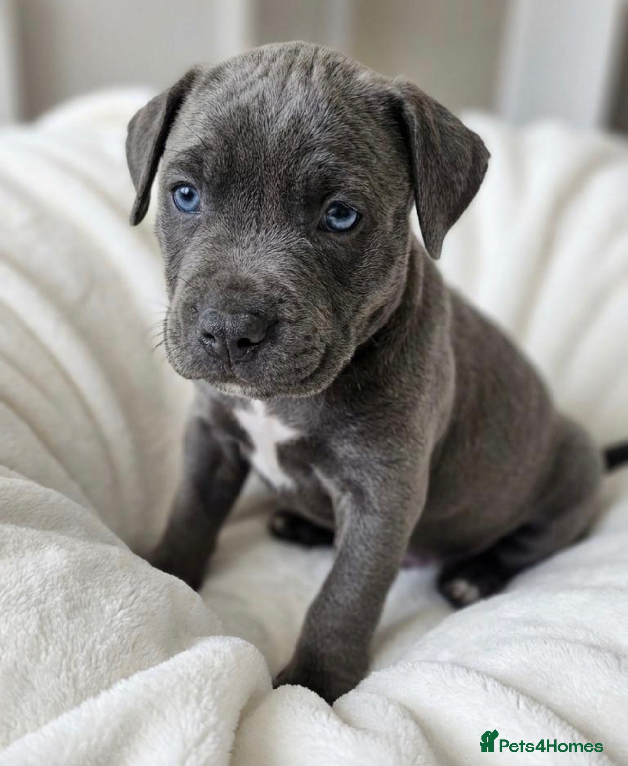 Cane Corso dogs Outstanding cane corso pups 🐶  - Advert 10