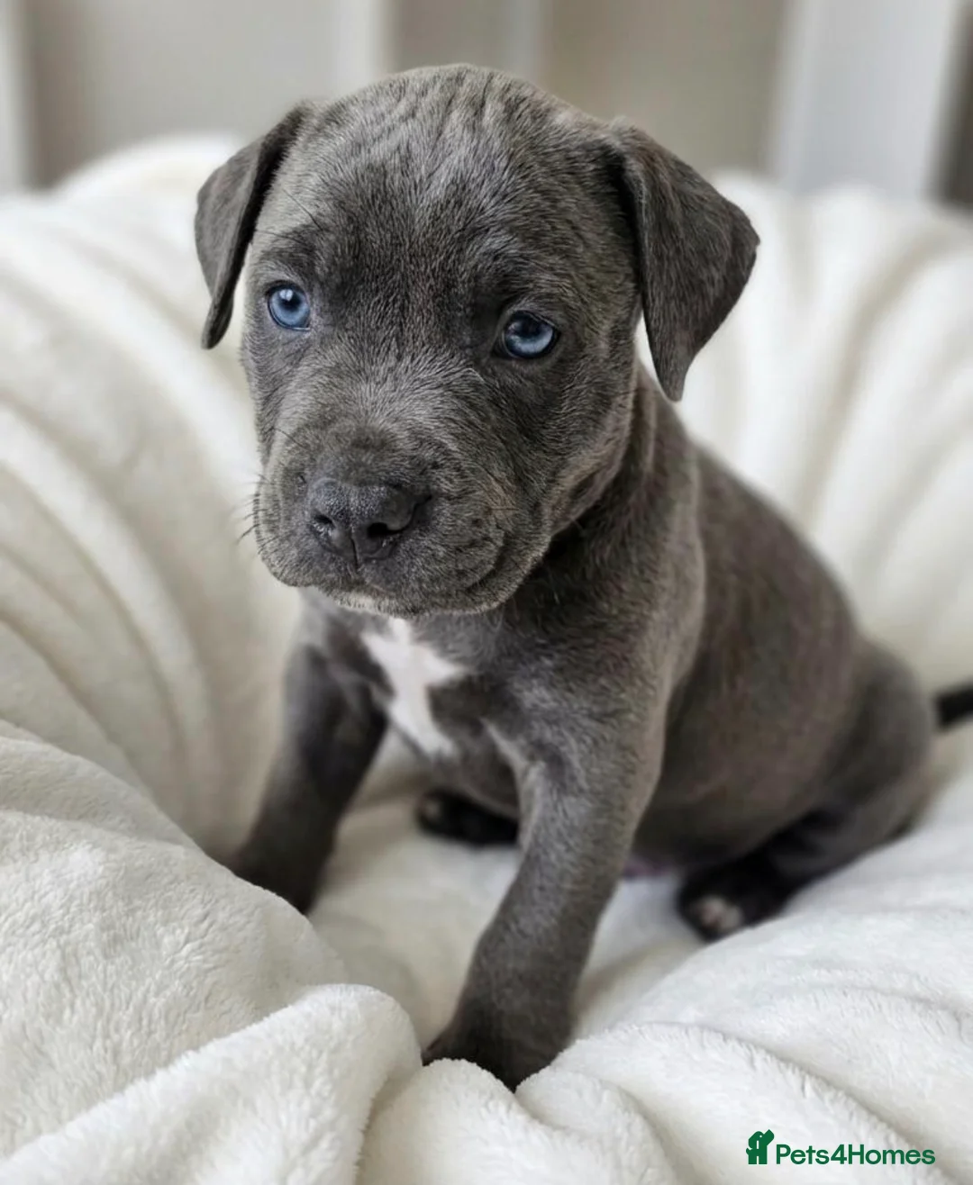 Cane Corso dogs for sale: Outstanding cane corso pups 🐶  - Advert 3