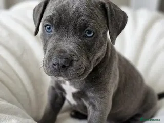 Cane Corso dogs Outstanding cane corso pups 🐶 - Advert 10