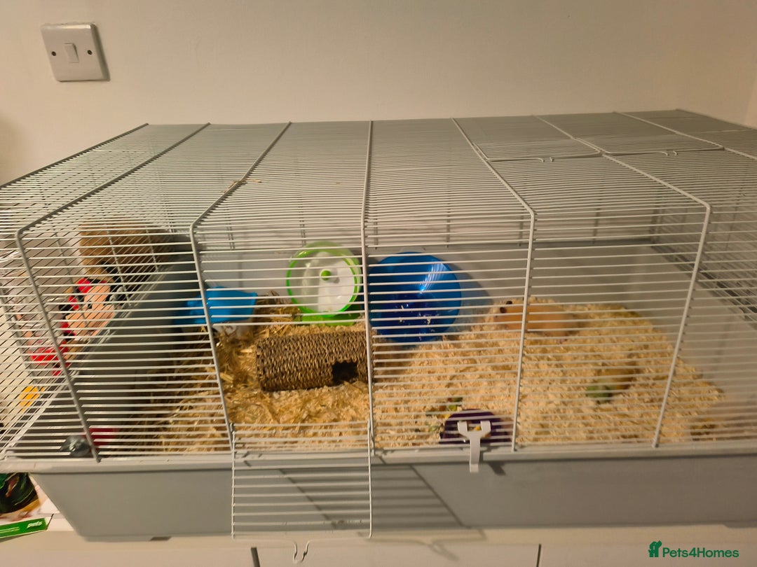 Hamster rodents for sale: Syrian hamster and cage set up - Image 5