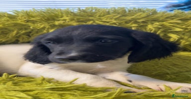 English Springer Spaniel dogs Quality ESS KC Reg Health Tested Parents 5⭐️ - Advert 3