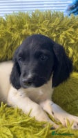 English Springer Spaniel dogs Quality ESS KC Reg Health Tested Parents 5⭐️ - Advert 7