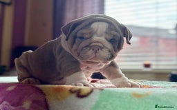 English Bulldog dogs for sale: Mr muscles pup 7 weeks old ready to go 28th  - Image 23