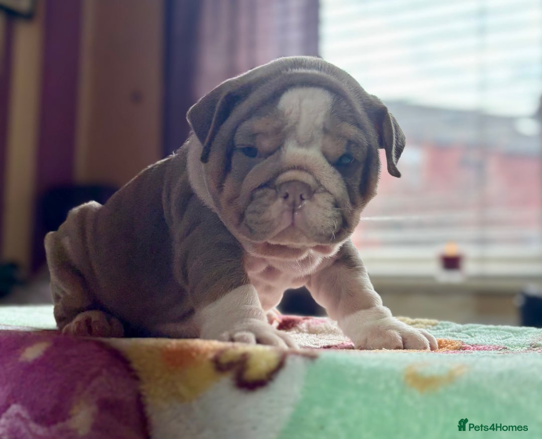 English Bulldog dogs for sale: Mr muscles pup 7 weeks old ready to go 28th  - Image 23