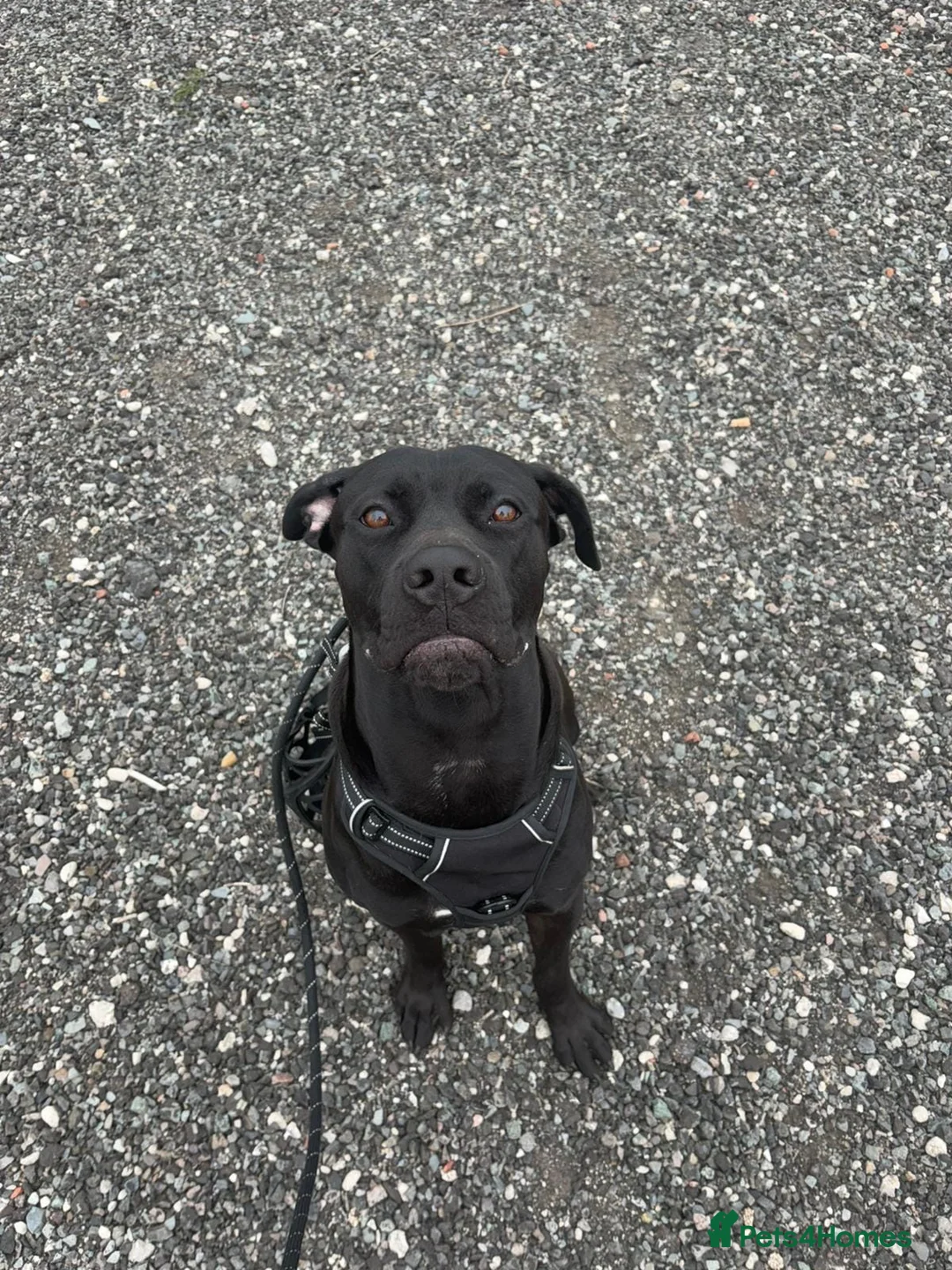 Mixed Breed dogs for sale: Cane corso male  - Advert 2