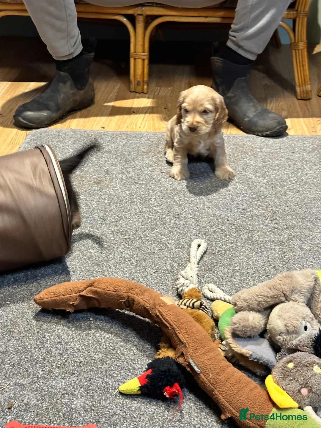 Cocker Spaniel dogs for sale: 2 Handsome Choc+tan and Gold boys - Advert 18