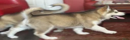 Alaskan Malamute dogs for sale: Female pure Alaskan Malamutes  - Advert 11