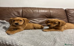 Cocker Spaniel dogs for sale: RED & BLACK COCKER SPANIEL PUPPIES READY NOW 🐶🧡  - Image 14