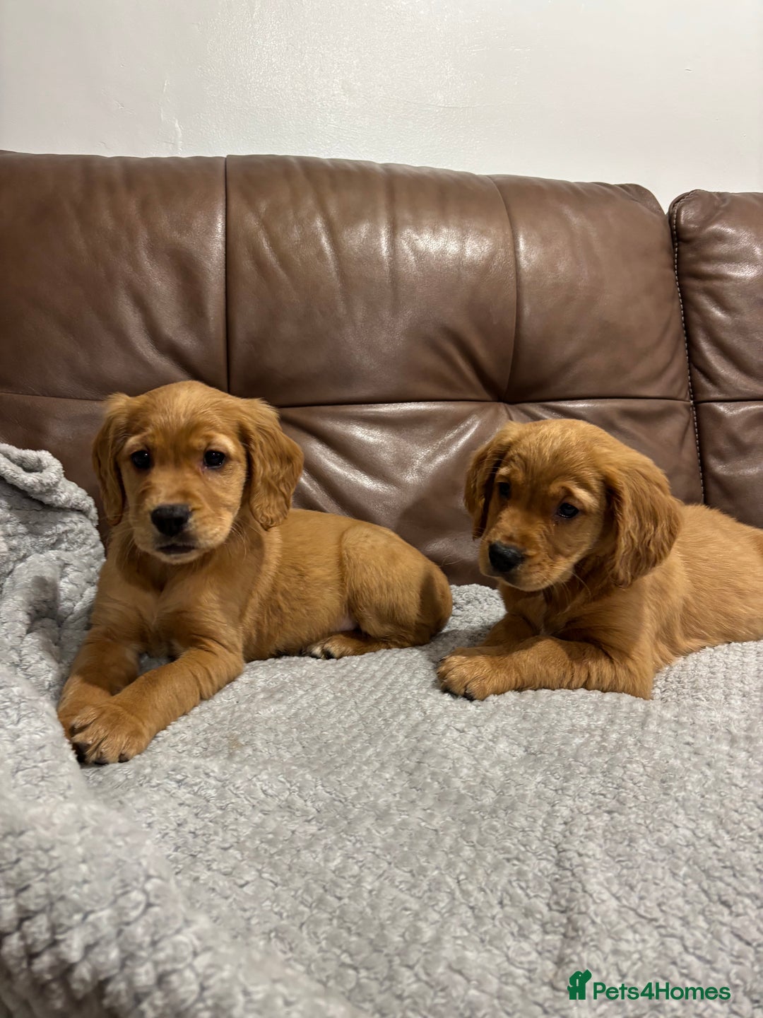 Cocker Spaniel dogs for sale: RED & BLACK COCKER SPANIEL PUPPIES READY NOW 🐶🧡  - Image 14