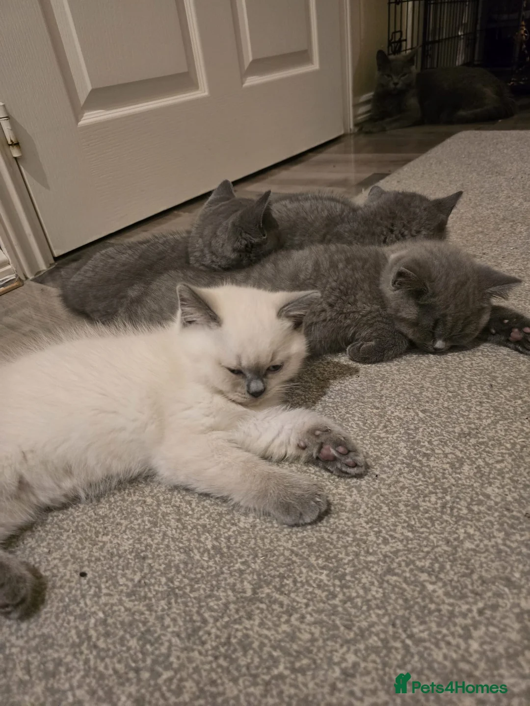 British Shorthair cats for sale: British shorthair  - Advert 2