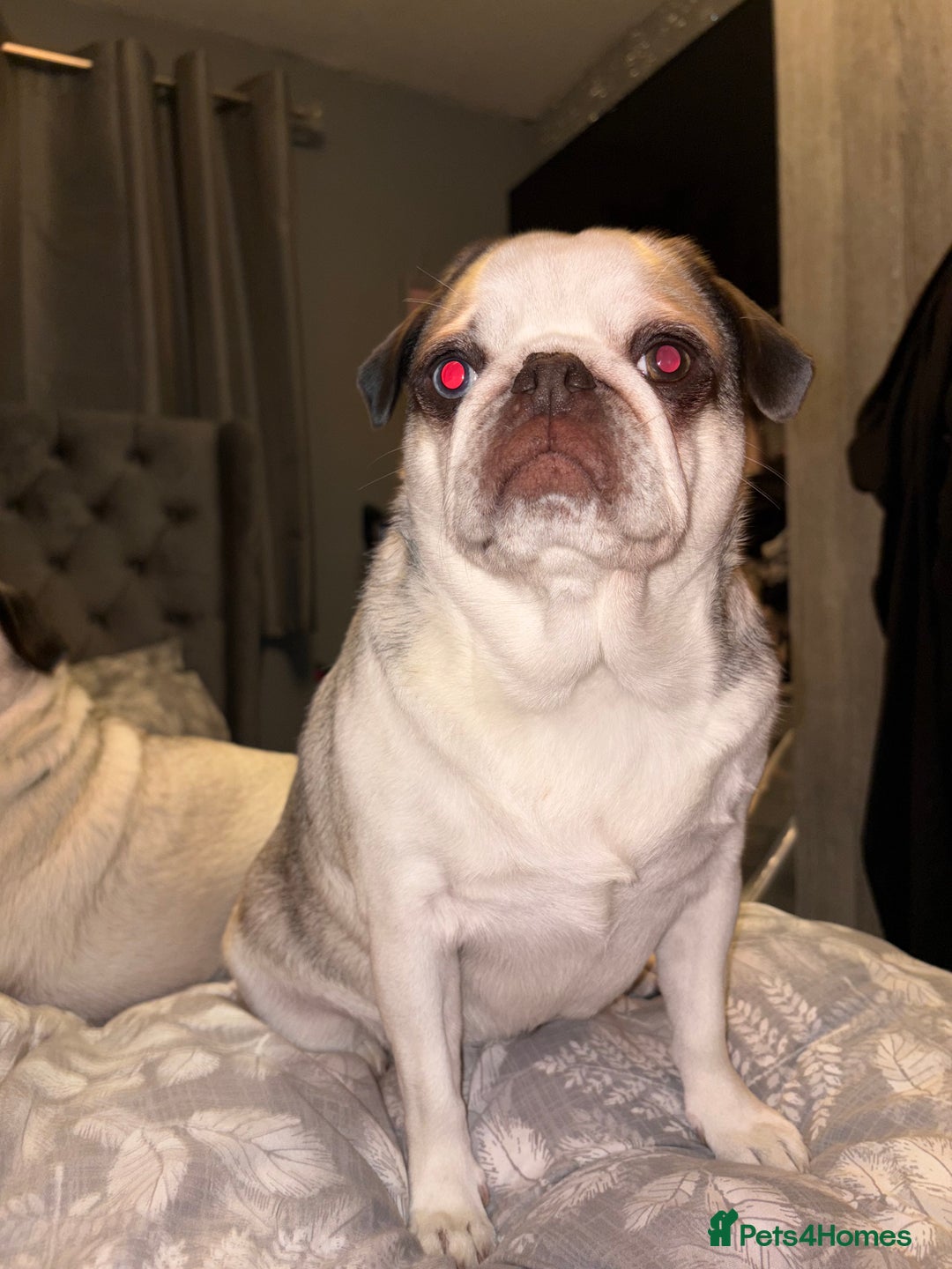 Pug dogs for sale: 4 year old panda pug  - Advert 1