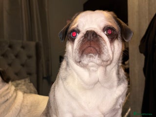 Pug dogs 4 year old panda pug - Advert 1