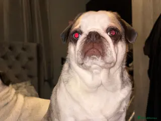 Pug dogs 4 year old panda pug - Advert 1