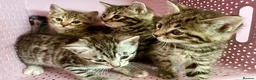 Bengal cats for sale: 4 gorgeous Bengal mix kittens - Advert 5