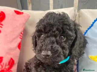 Cockapoo dogs Cockapoo male puppy - Advert 1