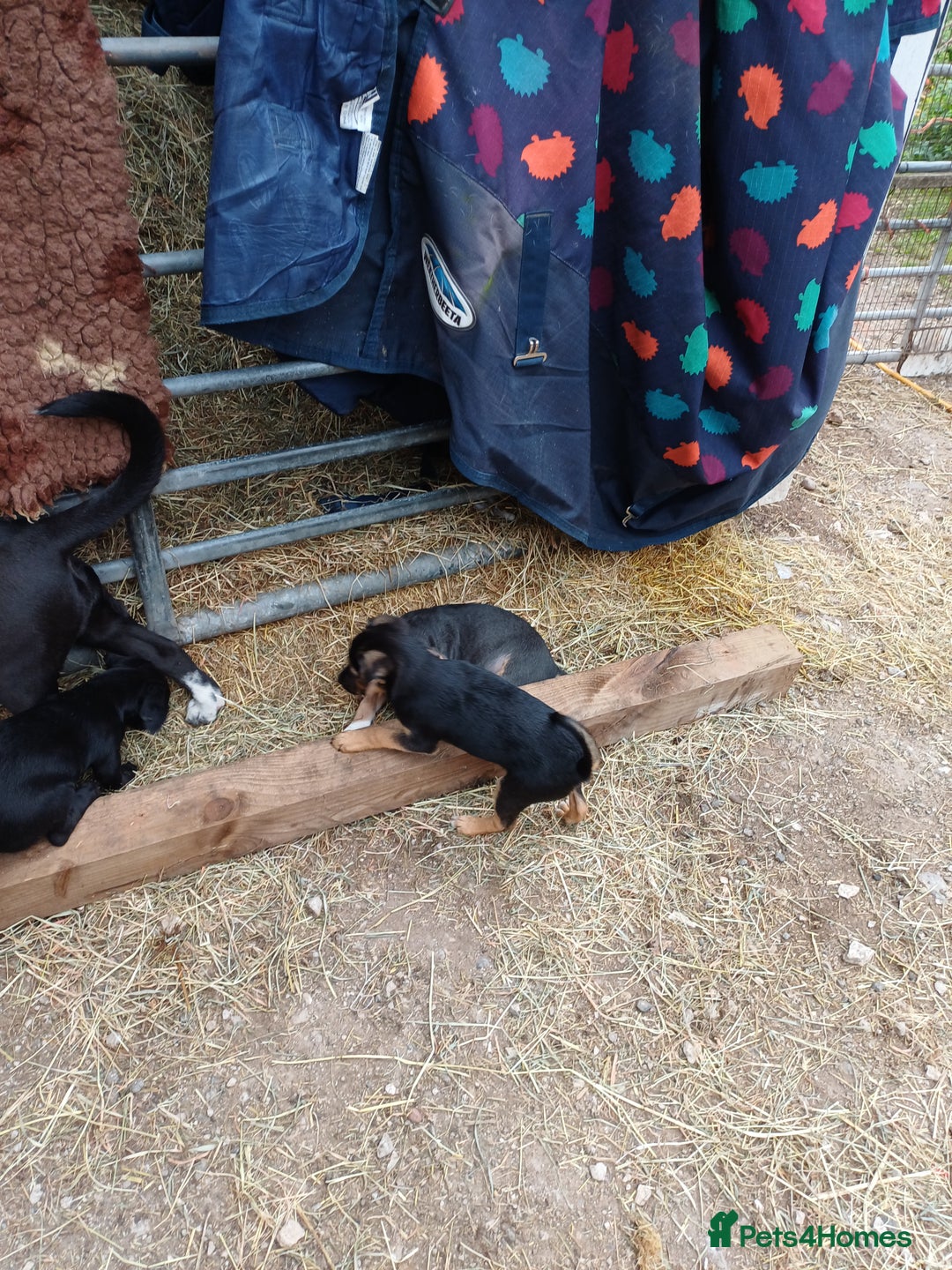 Jack Russell dogs for sale: Adorable Markiejack puppies - Image 11