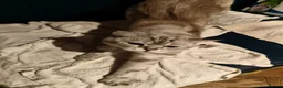 British Shorthair cats for sale: Raspberry in London - Advert 5