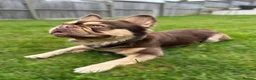 French Bulldog dogs for stud: RFG 0 & FBCE - Koda Bear - Full Fluffy Rojo & Tan - Advert 4