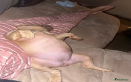 French Bulldog dogs for sale: Daisy - Advert 6