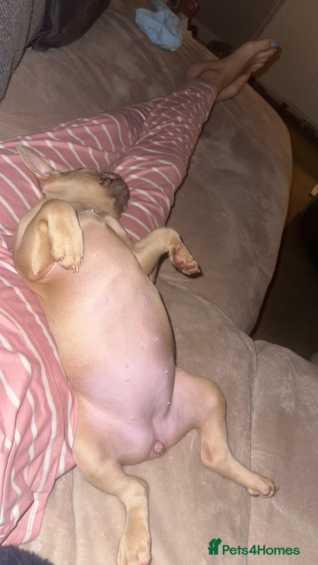 French Bulldog dogs for sale: Daisy - Advert 6