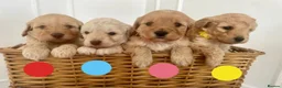 Cavapoo dogs for sale: Cavapoo Puppies 🐶  - Advert 2