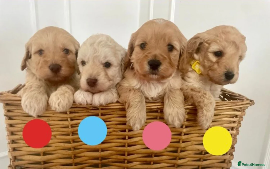 Cavapoo dogs for sale: Cavapoo Puppies 🐶  - Advert 2