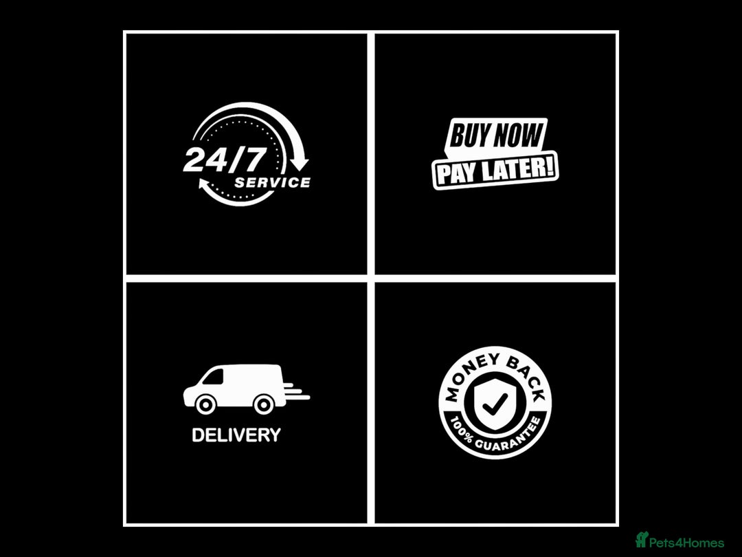 Chameleon reptiles for sale: CHAMELEON BABIES - Advert 2