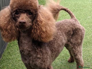Poodle dogs Chocolate poodle stud in Pontypool - Advert 1