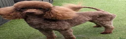 Poodle dogs for stud: Chocolate poodle stud in Pontypool - Advert 1