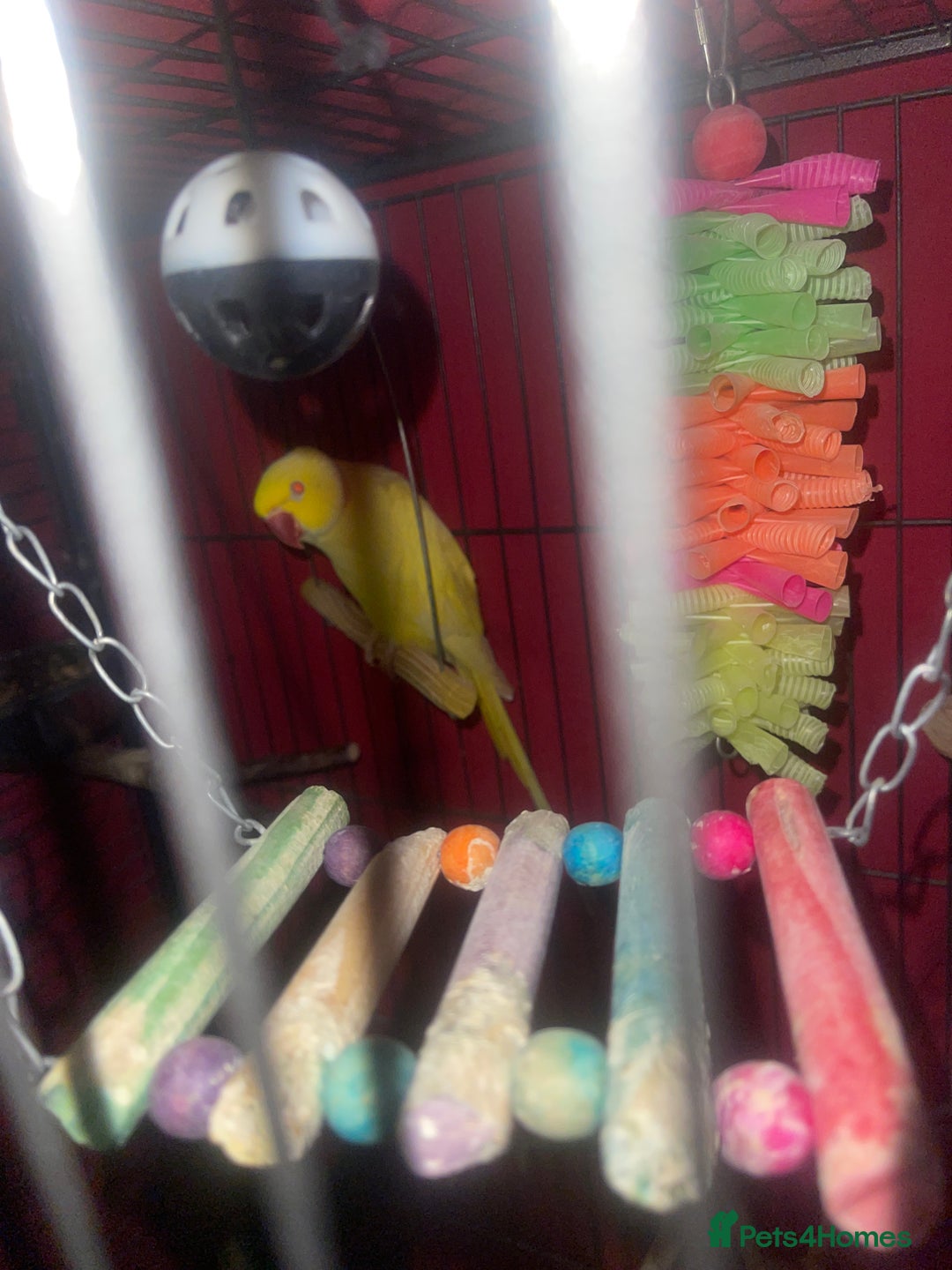 Parrots birds for sale: Indian ring neck  - Image 6