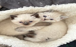 Mixed Breed cats for sale: Chunky, Fluffy Half Ragdoll Half British Shorthair - Image 5