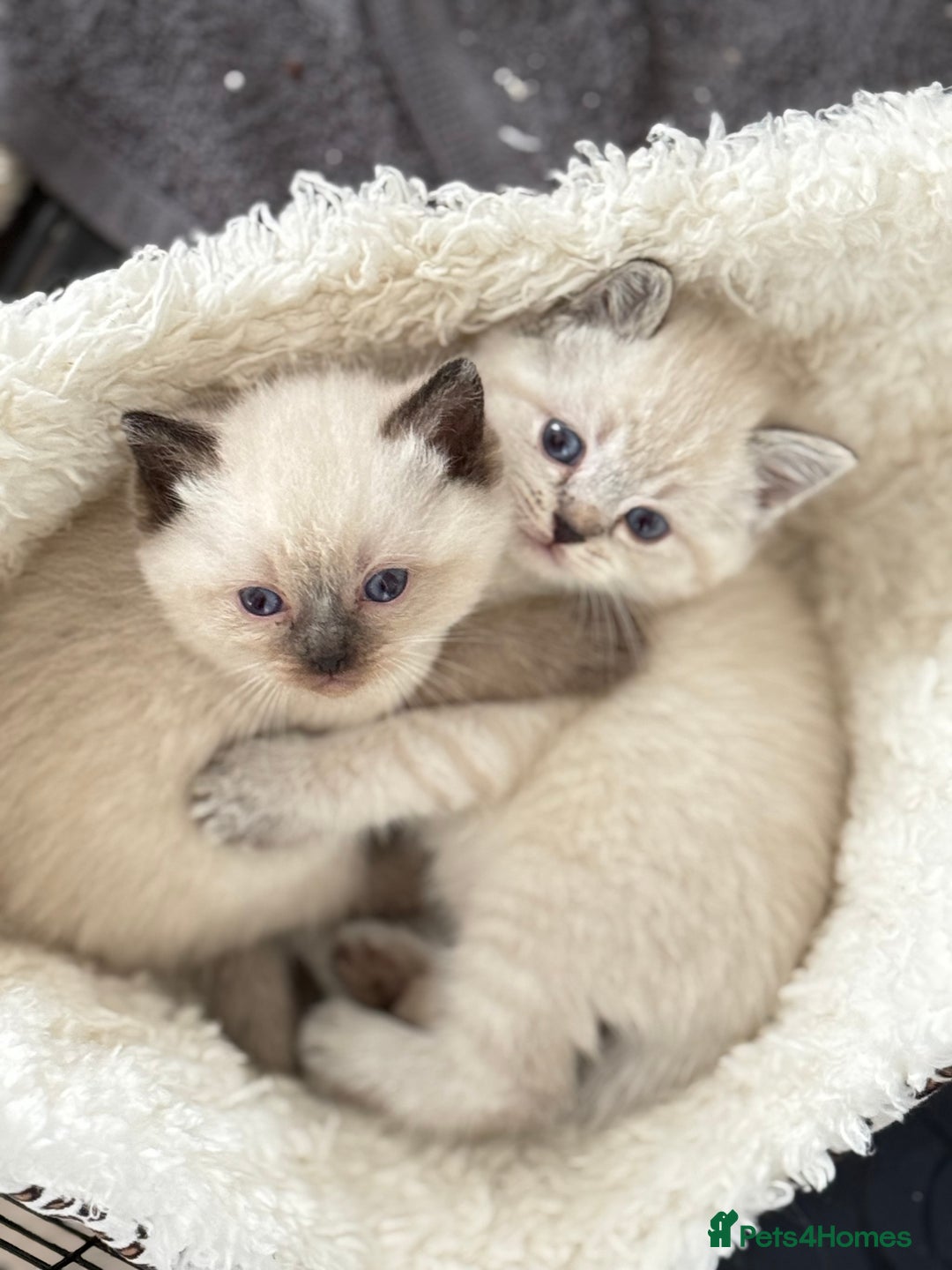 Mixed Breed cats for sale: Chunky, Fluffy Half Ragdoll Half British Shorthair - Image 5