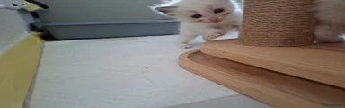 Ragdoll 7