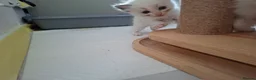 Ragdoll cats for sale: Ragdoll kittens  in Clydebank - Advert 4