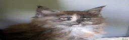 Maine Coon cats for sale: Ready soon. Tica Registered Maine coon Kittens  - Advert 12