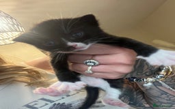 Mixed Breed cats for sale: Kittens for sale  - Image 4