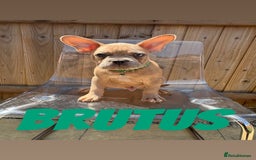 French Bulldog dogs for sale: French bulldog males left - Image 7