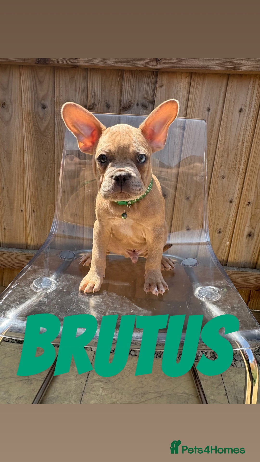 French Bulldog dogs for sale: French bulldog males left - Image 7