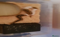 Python Snake reptiles for sale: Pied ball python - Image 4