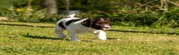English Springer Spaniel dogs for sale: Fourth generation home bred puppies. in Whitchurch - Advert 7