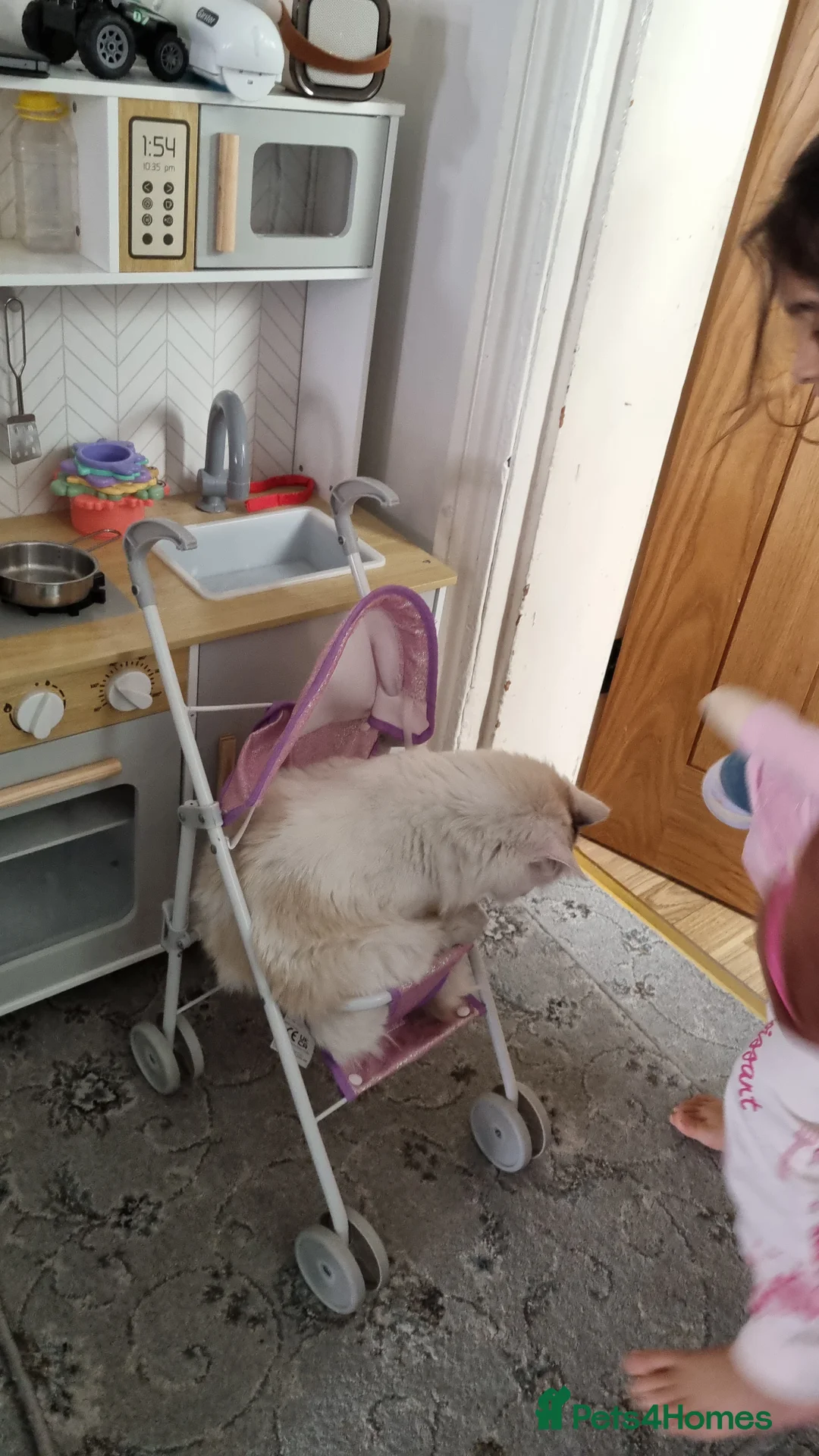 Ragdoll cats for sale: Boy kitten - Advert 2
