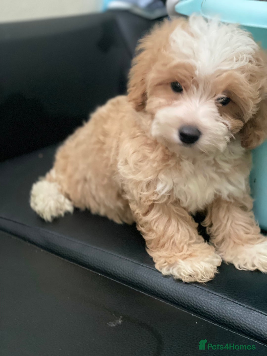 Maltipoo dogs for sale: Adorable F1 Maltipoo Puppies - Image 10