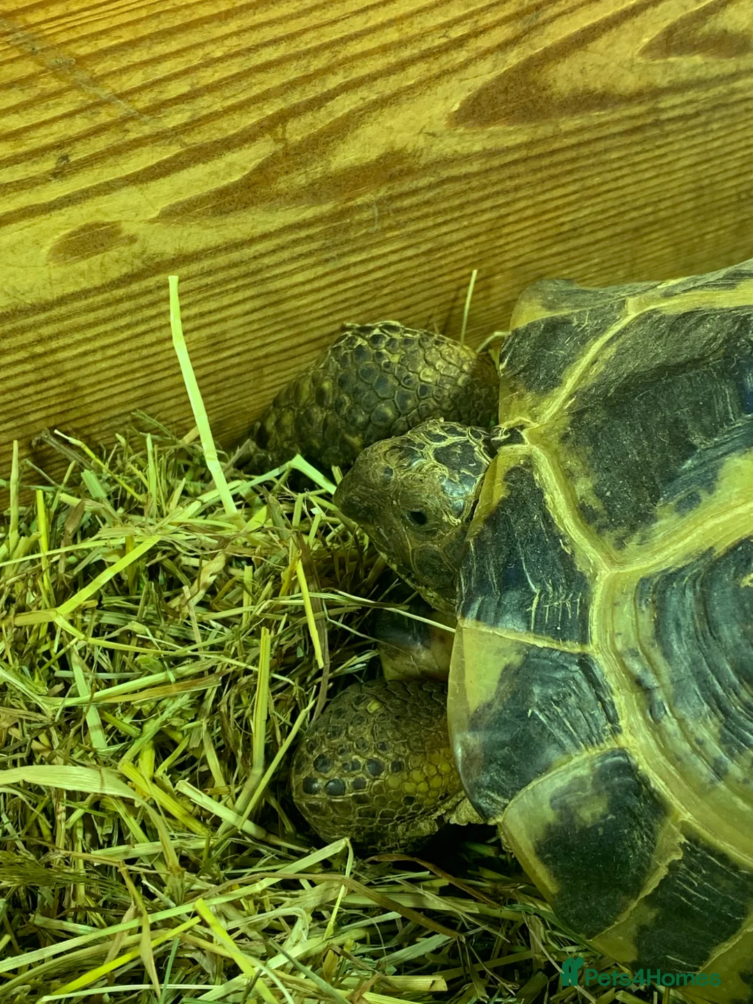 Tortoise reptiles for sale: 2 male 10 year old tortoises for sale  - Advert 2