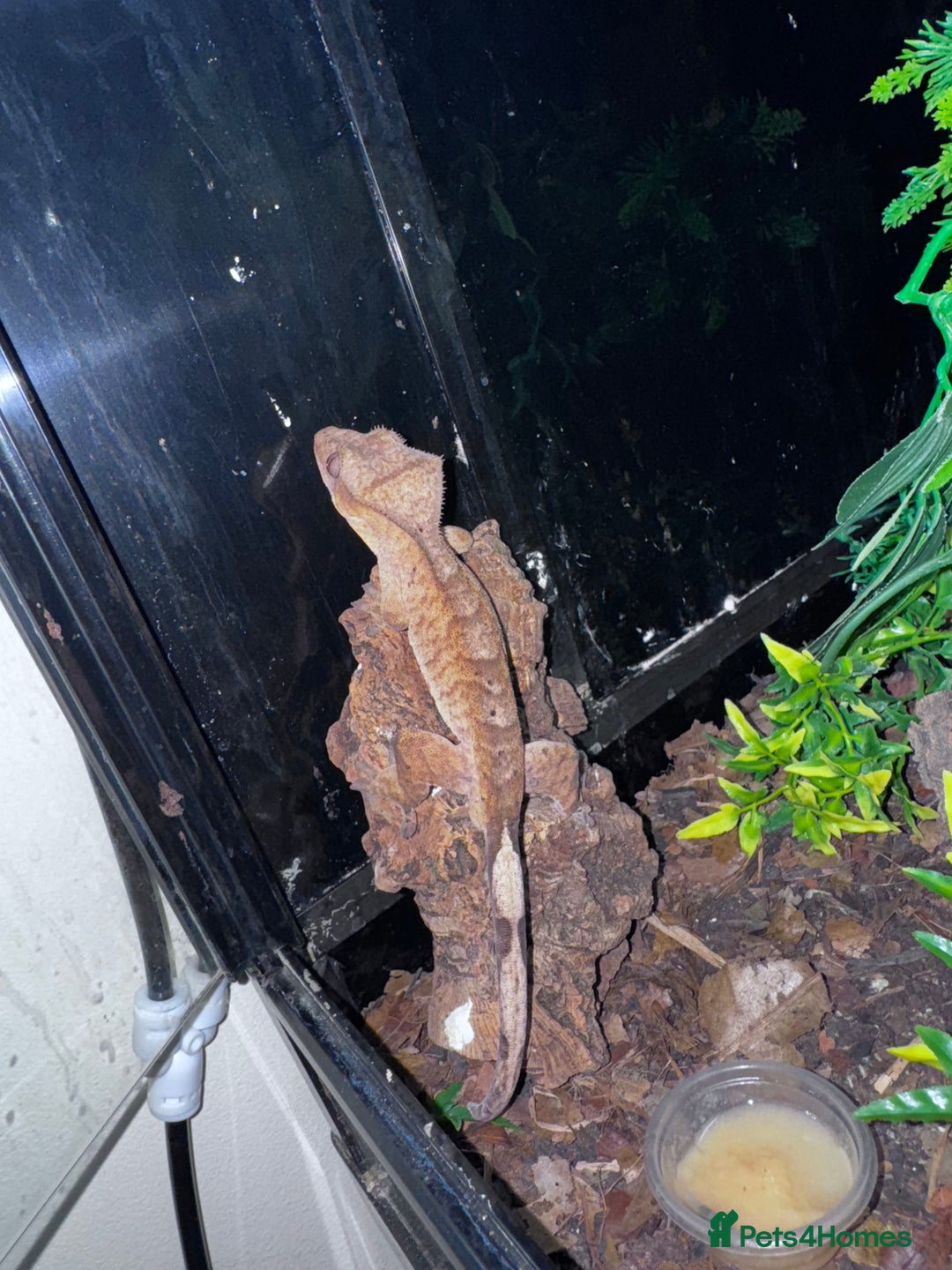 Leopard Gecko reptiles for sale: Leopard & crested geckos - possible a full setup  - Image 8