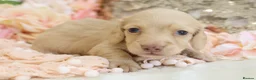 Miniature Dachshund dogs for sale: KC Longhair Miniature Dachshund Puppies in Wisbech - Advert 22