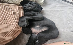 Labrador Retriever dogs for sale: KC Reg Labrador Puppies  - Image 18