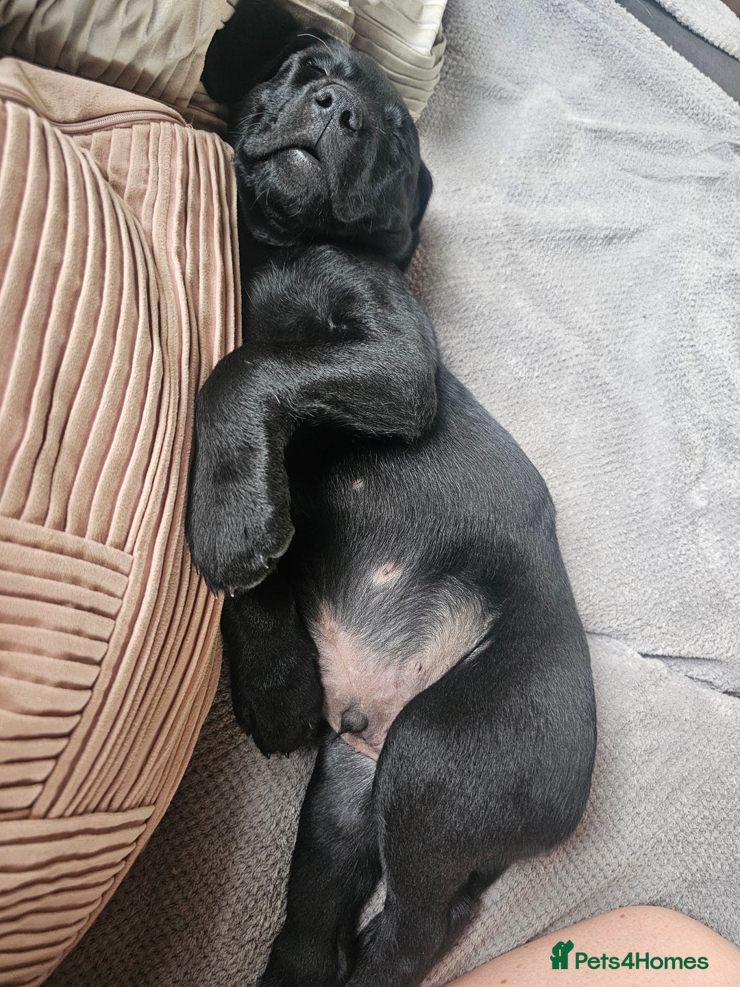Labrador Retriever dogs for sale: KC Reg Labrador Puppies  - Image 18