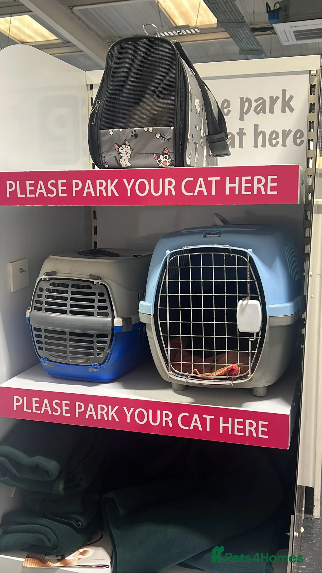 Mixed Breed cats for sale: We Adopt all cats and kittens 🤩 in Tewkesbury - Advert 5